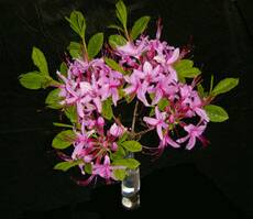 R. periclymenoides