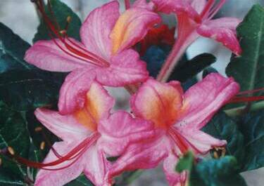 'Cherokee Rose Beauty'