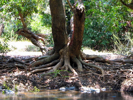 In vettathoor forest
