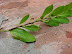 Hoja de coca
