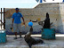 El show de los lobos marinos El show de los lobos marinos
