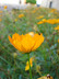 Trémolo amarillo Trémolo amarillo