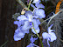 Exposición Orquídeas 2005
