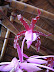 Exposición Orquídeas 2005