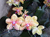 Exposición Orquídeas 2005