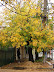 Otoño La Plata Otoño La Plata