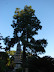 Jardín Japonés