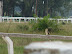Aves en el hipódromo