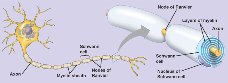 schwann_myelin.jpg