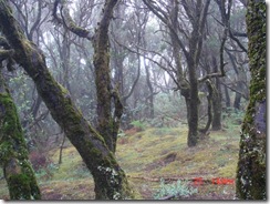 061126_4forest