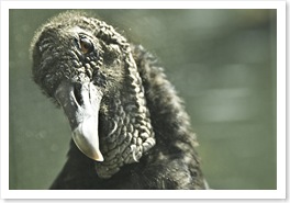 Eddie the EBSCO Buzzard3