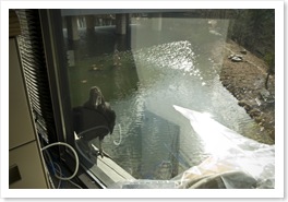 Eddie the EBSCO Buzzard2