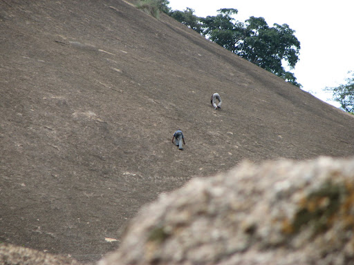 monkey crawl 