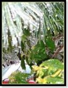 Ice