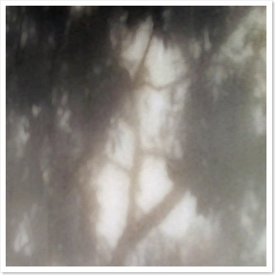 shadows - trees
