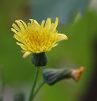 DSCF1503.JPG