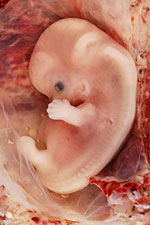 embryo.jpg