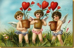 cupids heart plants