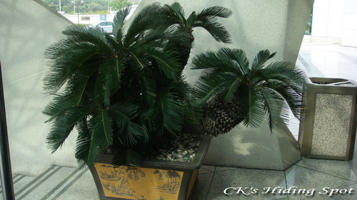 laksa plant. This dick plant is located at