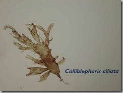 calliblepharis ciliata