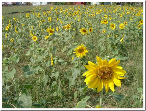 DSCF2608