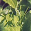 Patch's Veggie Jungle garden