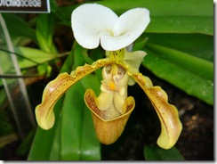 Amazing Orchid