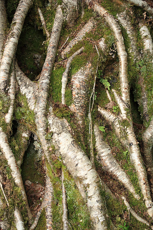 IMAGE: http://lh6.google.com/daniel.alb/Ru9aKK52WfI/AAAAAAAABW4/oAImA4mGh2Q/s800/IMG_2113_800b.jpg