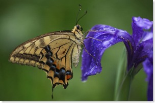 Photograph by Michael Yamashita for National Geographic