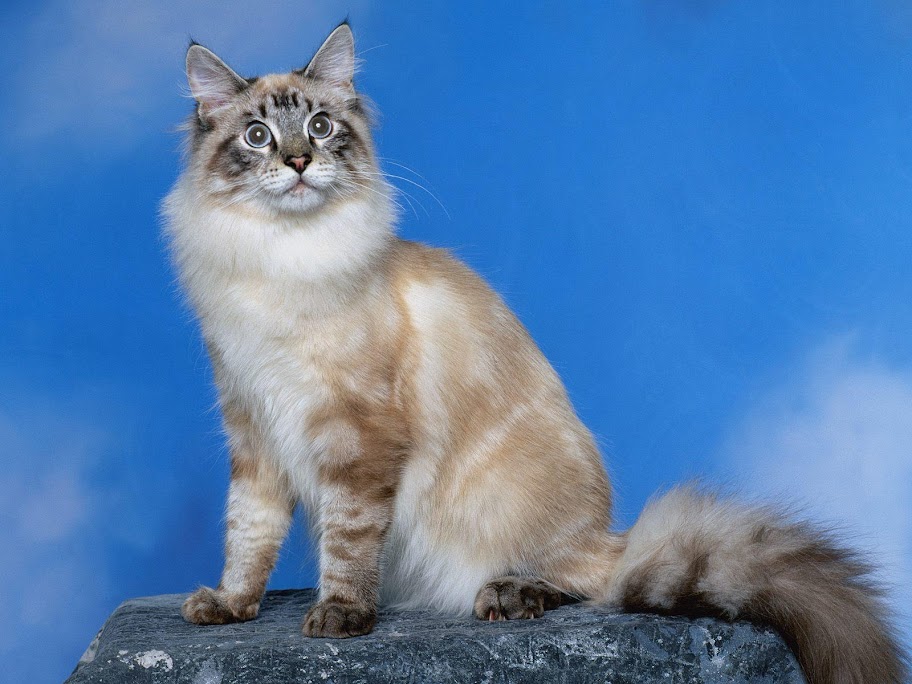 Meow Meow cat Meow Meow (27).jpg MeowMeow -  http://henku.info