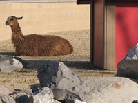 llama