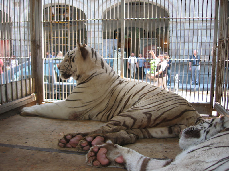 More tigers