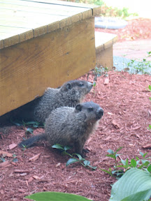 little woodchucks