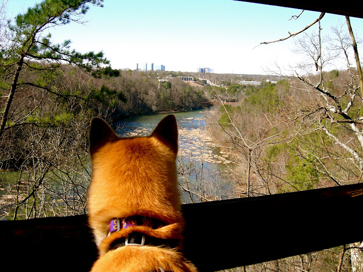 Lucy enjoying the scene