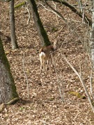 DeerBush