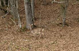 DeerBush2