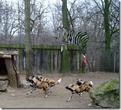 Zoo Duisburg - Dogs 20