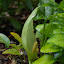 Italian Arum