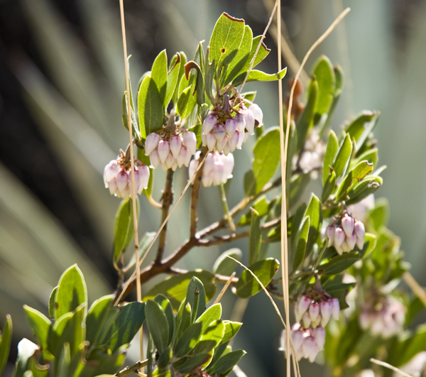 DSC_0013 manzanita with pink blooms munds trail en az.jpg
