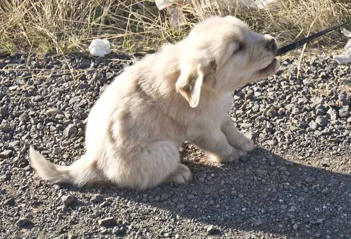 DSC_0182 cody taking a break out of th car ride home and tugging on his leash with dave en az.jpg