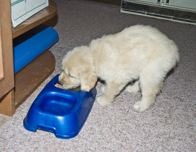 DSC_0195 cody s first dinner at his new home en az.jpg