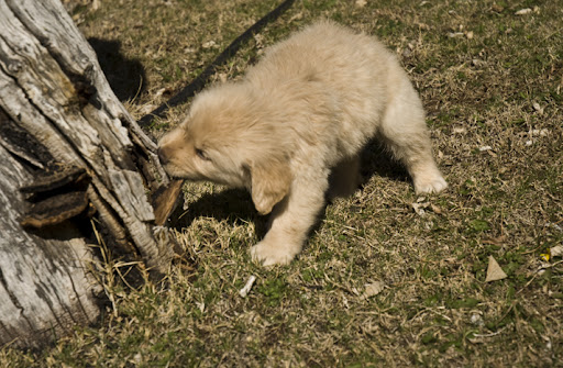 lack cherry tree bark. peach black cherry tree bark. lack cherry tree bark. peach
