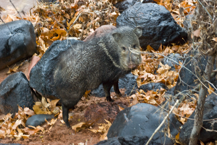 DSC_0092 peccary boar on oak creek during flood en az.jpg