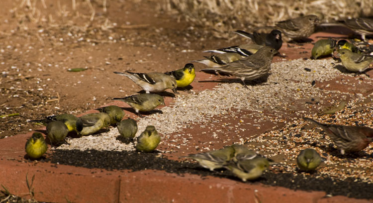 DSC_0117 goldfinches feeding en az.jpg