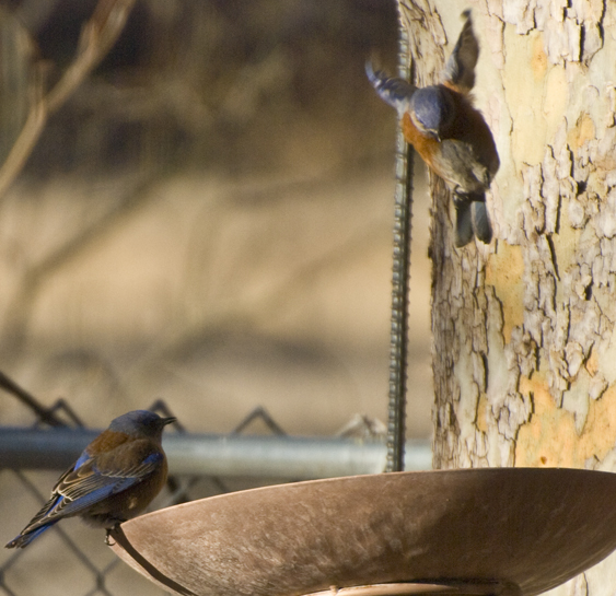 DSC_0149 blue bird dropping in for a drink en az.jpg