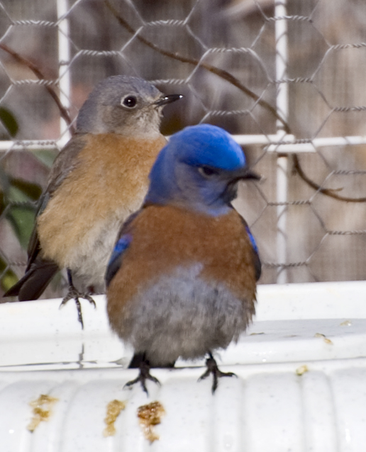 DSC_0188 pissed off looking Blue Bird at water bowl en az.jpg