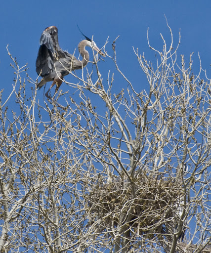 Stick Nest