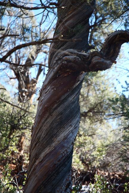 DSC_0032_2--twisted trunk of juniper en az.jpg