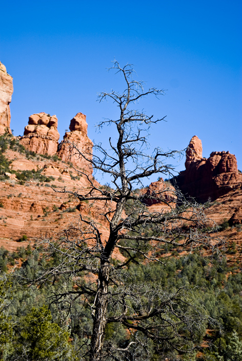 DSC_0078 dead tree against the grandmother and children en az.jpg