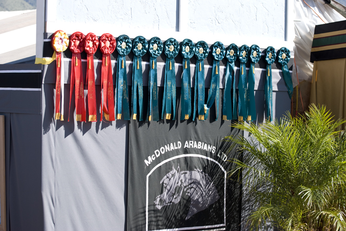DSC_0194 one arabian breeder with lots of winning ribbons en az.jpg